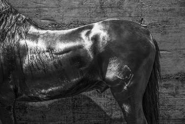 STALLION MUSCLES - Limited Edition 1 of 50 thumb