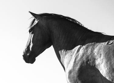 Original Fine Art Animal Photography by ANDREW LEVER