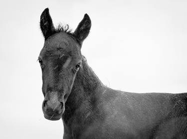 Original Abstract Expressionism Animal Photography by ANDREW LEVER