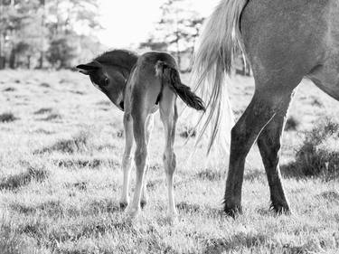 SPRING FOAL - Limited Edition of 30 thumb