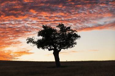 Original Tree Photography by ANDREW LEVER