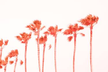 PINK PALMS 2. - Limited Edition of 20 thumb