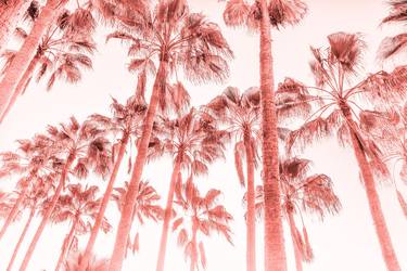 PINK PALMS 4. - Limited Edition of 20 thumb