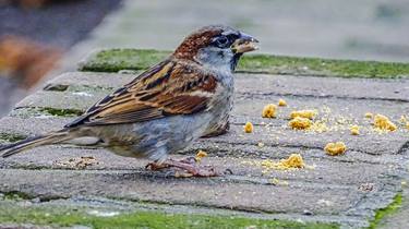 sparrow likes cookiecrumbs thumb