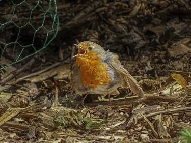 robin panting at a hot summerday thumb