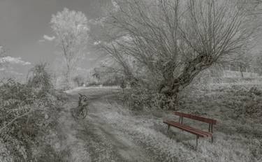 trail with old trees, bench and bicycle thumb