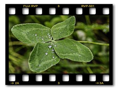 four leaved clover with rain drops -  Pan's flower thumb