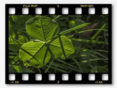 well-lit trefoil thumb