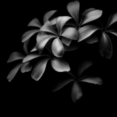 Original Floral Photography by Dev Banerjee