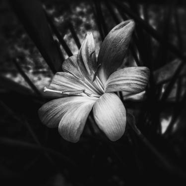 Original Minimalism Floral Photography by Dev Banerjee