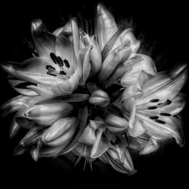 Original Black & White Floral Photography by Dev Banerjee