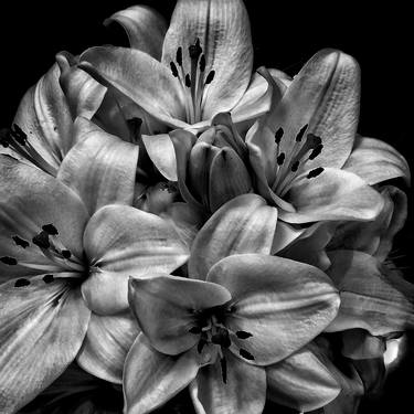 Original Black & White Floral Photography by Dev Banerjee