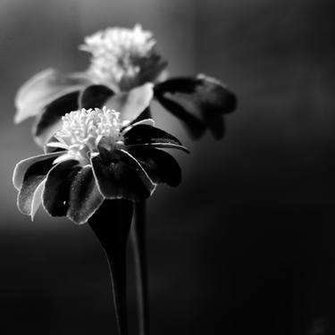 Original Fine Art Floral Photography by Dev Banerjee