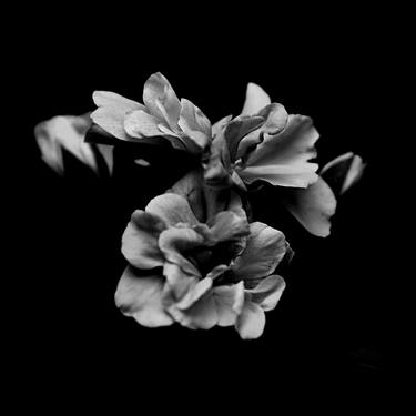 Original Fine Art Floral Photography by Dev Banerjee