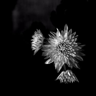 Original Abstract Floral Photography by Dev Banerjee