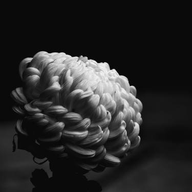 Original Abstract Floral Photography by Dev Banerjee