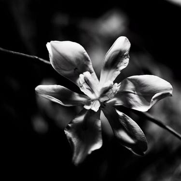 Original Floral Photography by Dev Banerjee