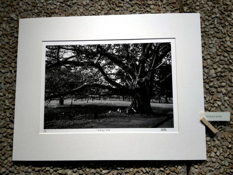 Original Fine Art Tree Photography by Dev Banerjee
