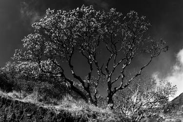 Original Tree Photography by Dev Banerjee