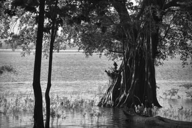 Original Tree Photography by Dev Banerjee