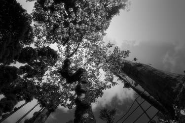 Original Fine Art Tree Photography by Dev Banerjee