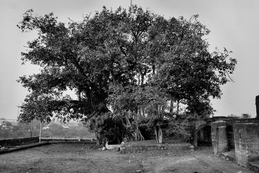 Original Fine Art Tree Photography by Dev Banerjee