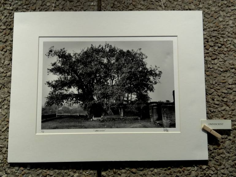 Original Tree Photography by Dev Banerjee