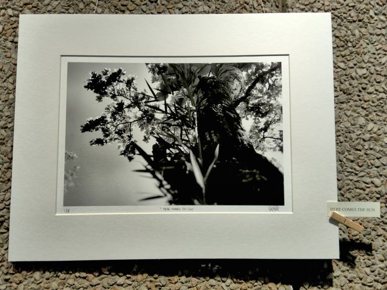 Original Tree Photography by Dev Banerjee