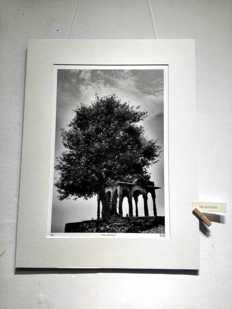 Original Fine Art Tree Photography by Dev Banerjee