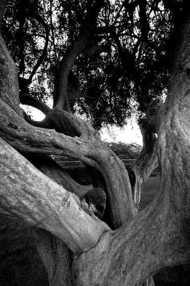 Original Fine Art Tree Photography by Dev Banerjee