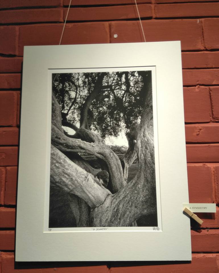 Original Fine Art Tree Photography by Dev Banerjee