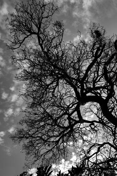 Original Abstract Tree Photography by Dev Banerjee