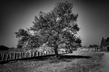 Original Abstract Tree Photography by Dev Banerjee