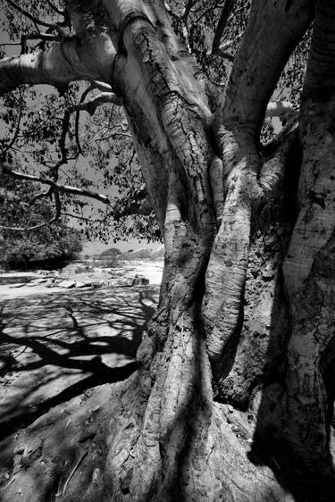 Original Tree Photography by Dev Banerjee