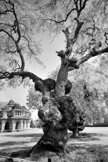 Original Abstract Tree Photography by Dev Banerjee