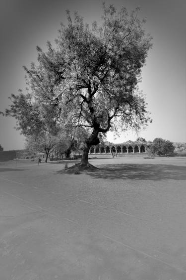 Original Tree Photography by Dev Banerjee