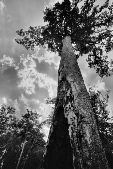 Original Abstract Tree Photography by Dev Banerjee