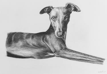 Whippet Pencil Drawing thumb