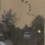First study for "Wild Geese," 10/16/12, graphite &amp; white charcoal on brown paper, 12 x 9 inches