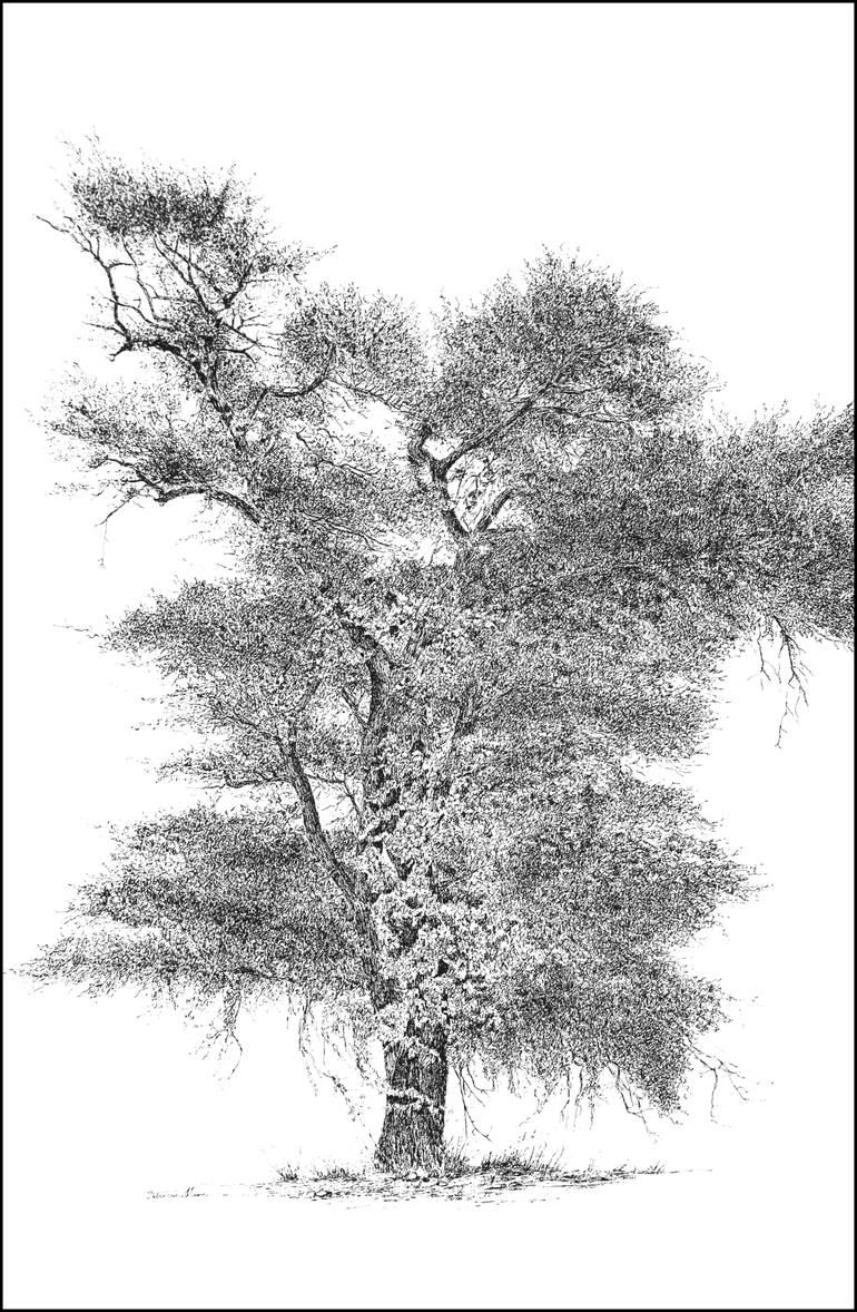 Shady Acacia, Kruger National Park Drawing by Patty Moon | Saatchi Art