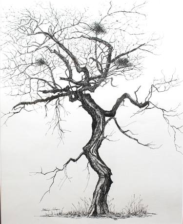 Original Fine Art Tree Drawings by Patty Moon