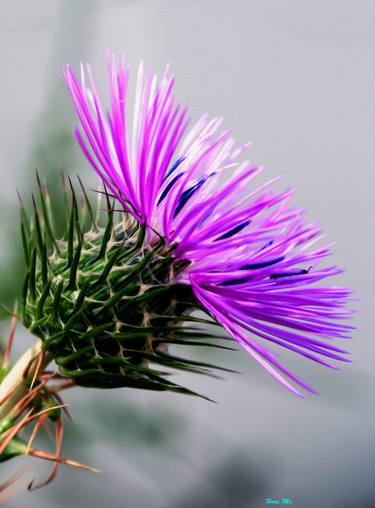 Print of Photorealism Botanic Photography by Mohamed Harireche