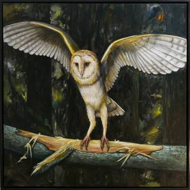 Barn owl VII / Tyto alba VII thumb