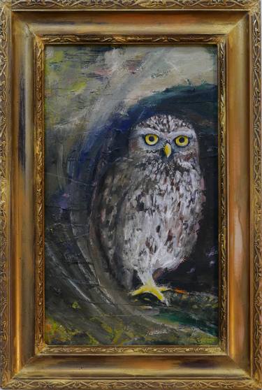 Little owl XII / Athene noctua vidalii XII thumb