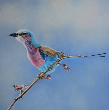 Lilac-breasted roller, South Africa thumb