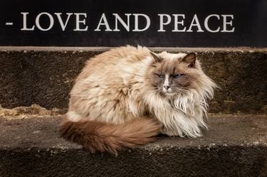 Cats of Peace and Love - Limited Edition 1 of 12 thumb
