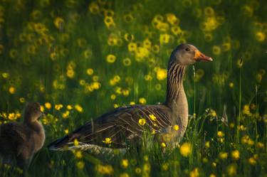 Original Documentary Animal Photography by Fito Pardo