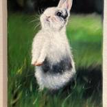 Magic Bunny by Clark Prosperi