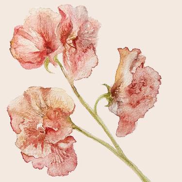 Blush Sweet Peas on Peachy/ Cream Background thumb