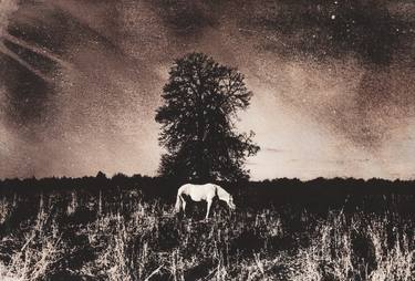 White horse on a background of dark tree - Limited Edition 1 of 1 thumb